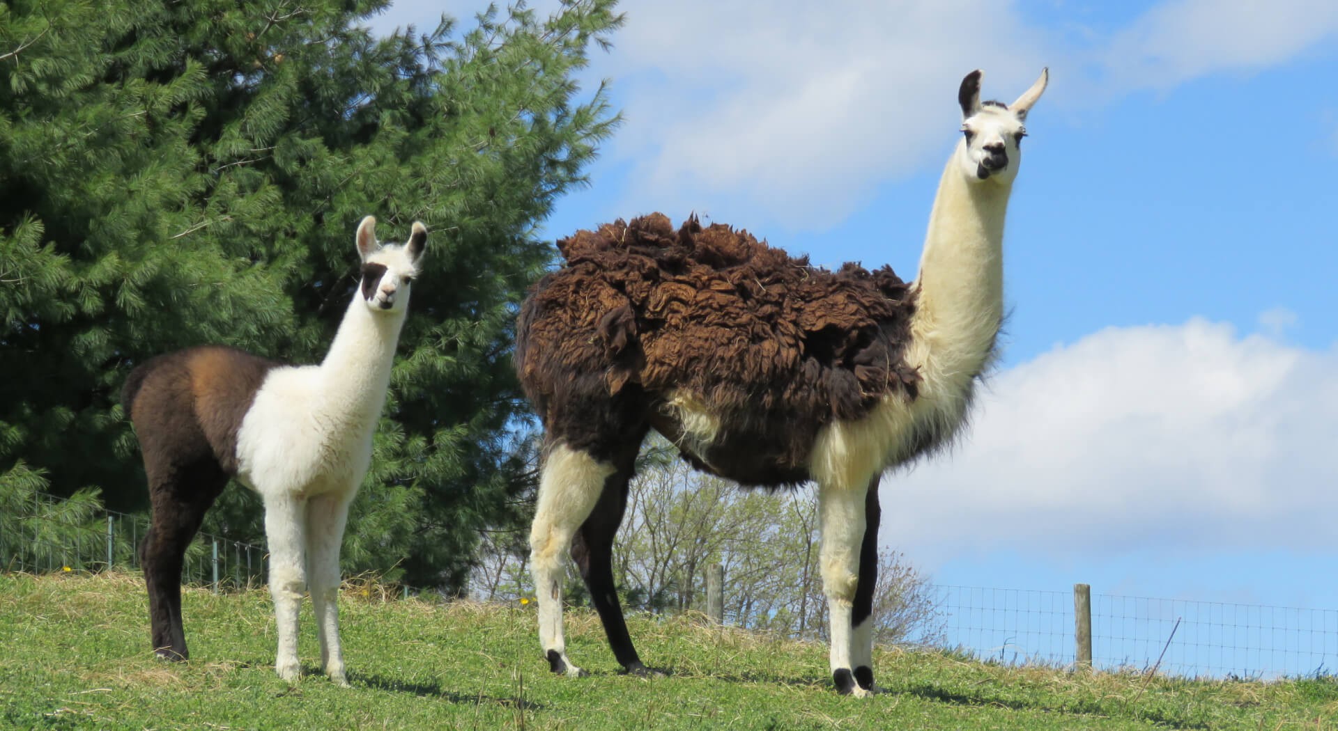 The Graceful Guardians: Llamas as Remarkable and Affectionate Pets