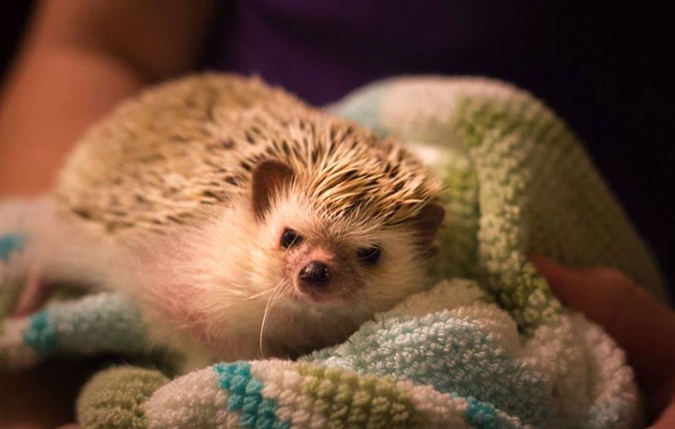 Revealing the Charm: Why Hedgehogs Make Wonderful Pets